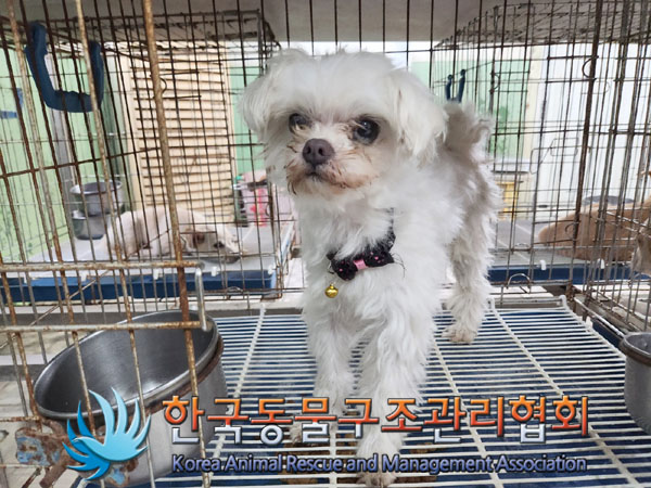 종료(안락사) 말티…