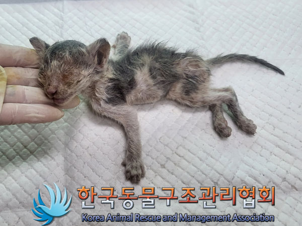 한국동물구조관리협회_441559202300907