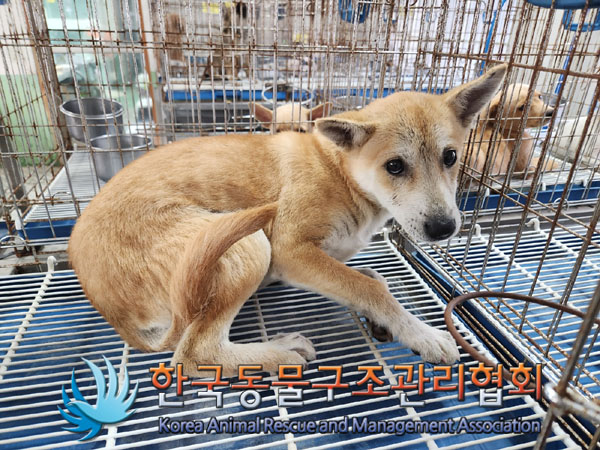 한국동물구조관리협회_441406202301283
