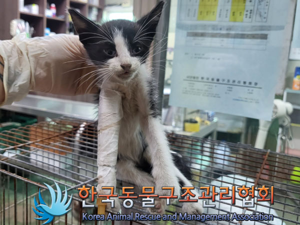 한국동물구조관리협회_441409202301409