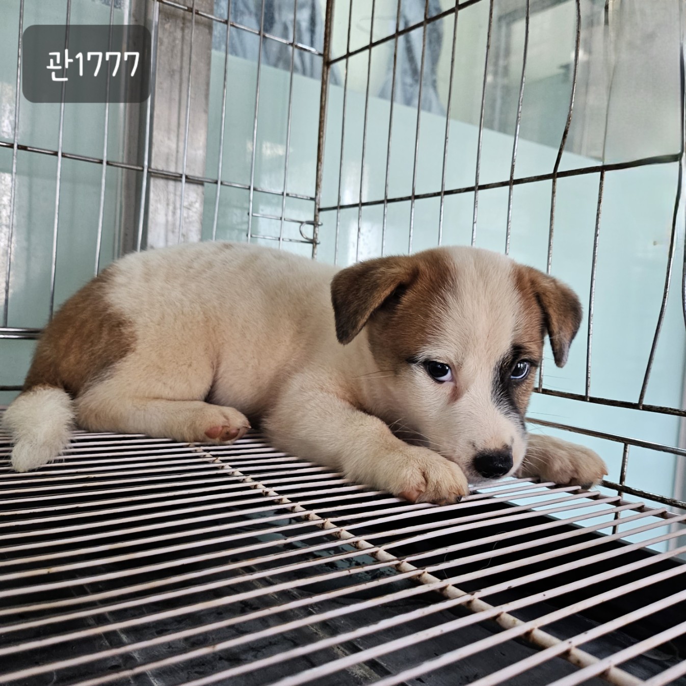 고양시동물보호센터_441394202301777