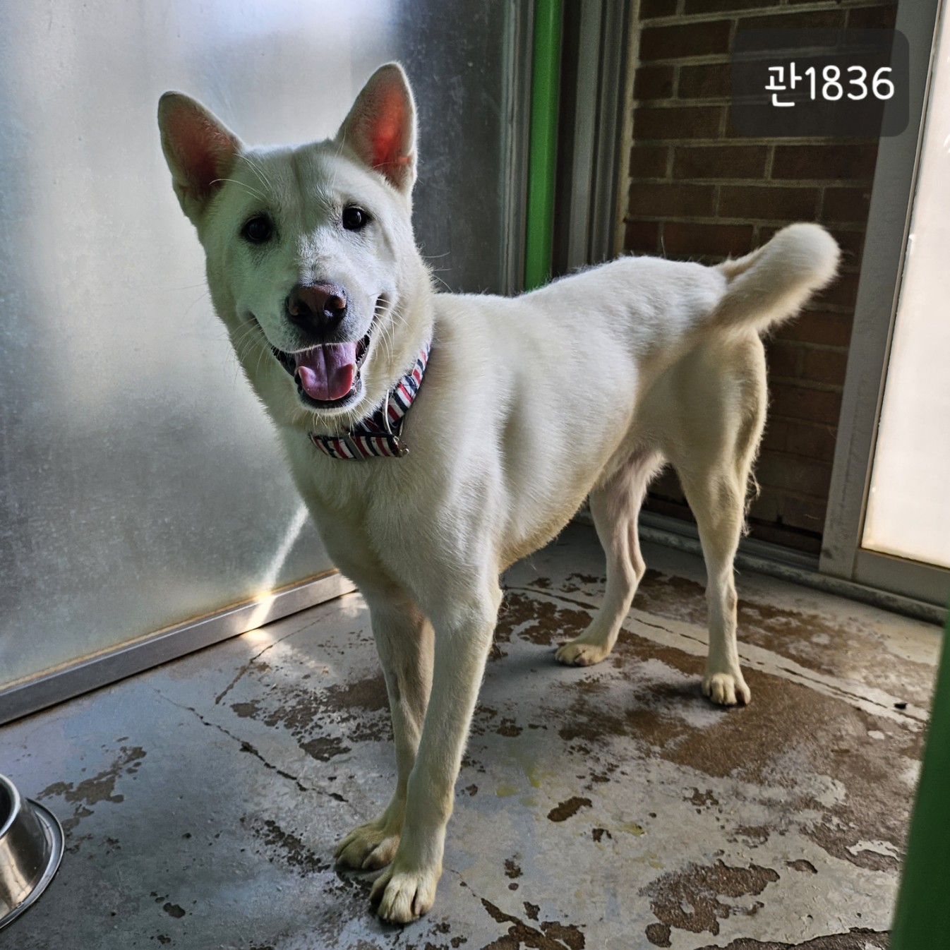 고양시동물보호센터_441394202301836
