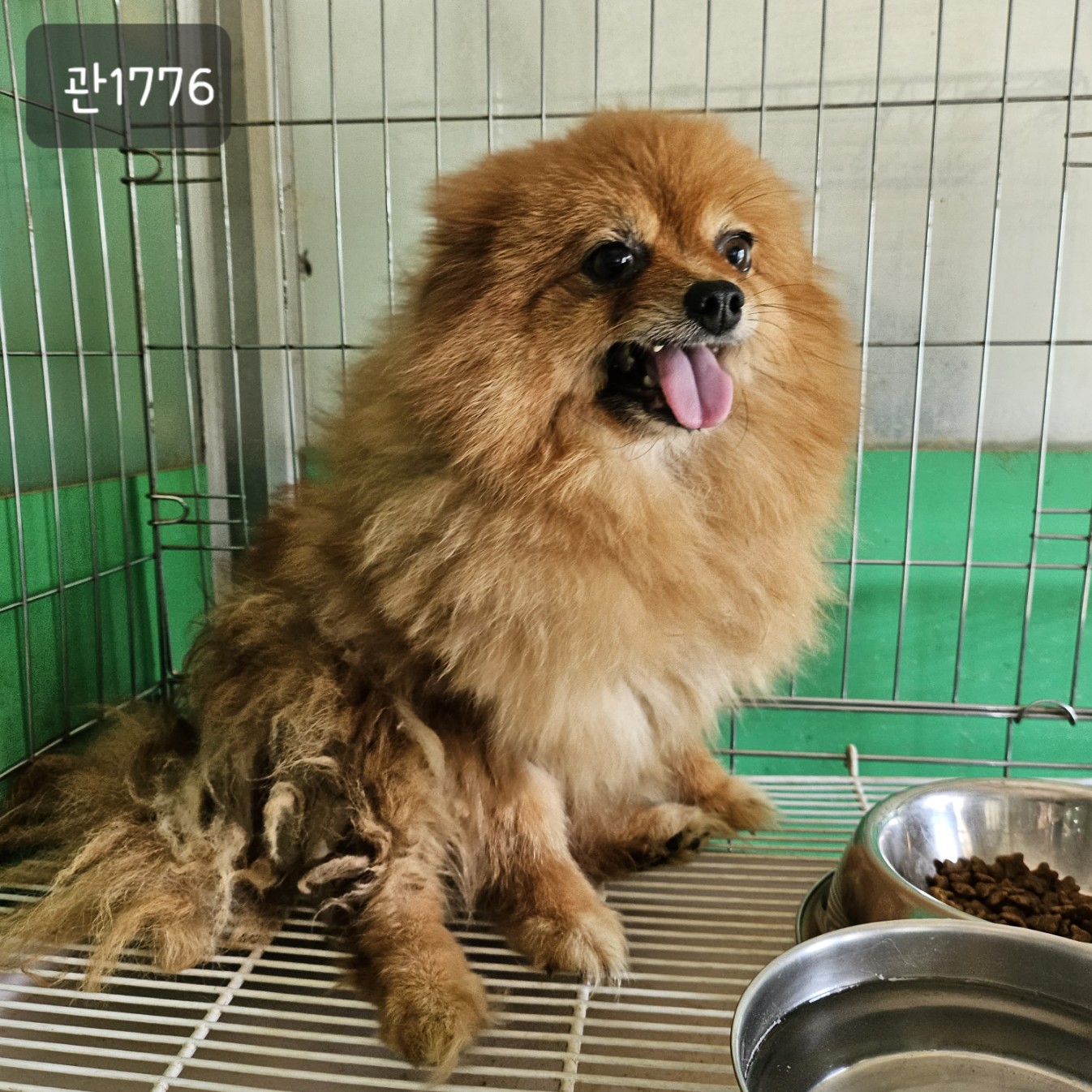고양시동물보호센터_441394202301776