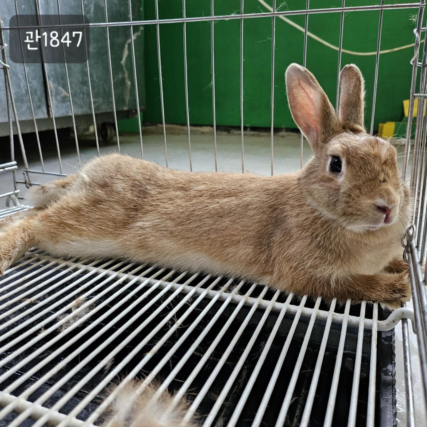 보호중 토끼의 가족…