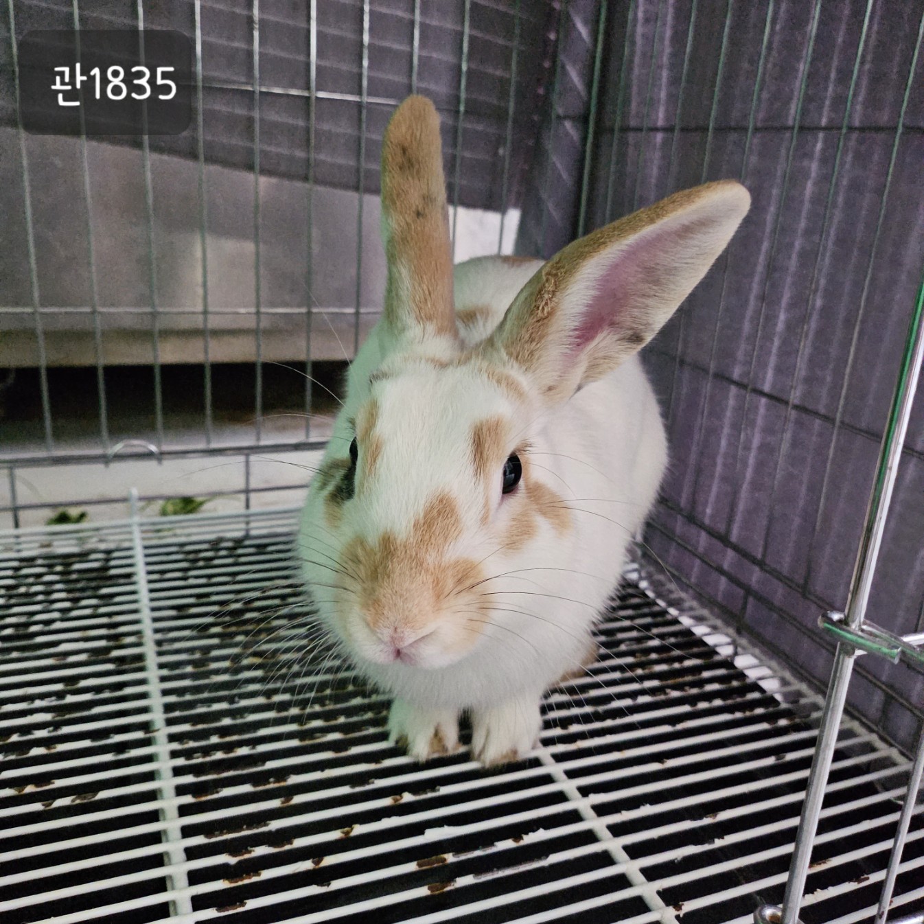 고양시동물보호센터_441394202301835