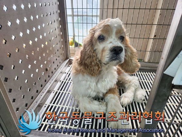 종료(입양) 코카 …