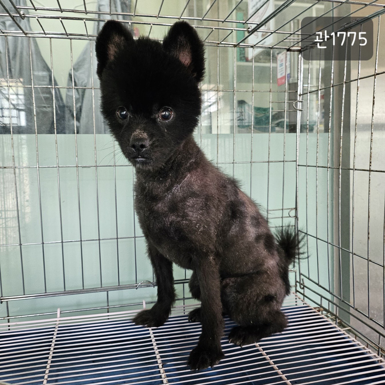 보호중 포메라니안의…