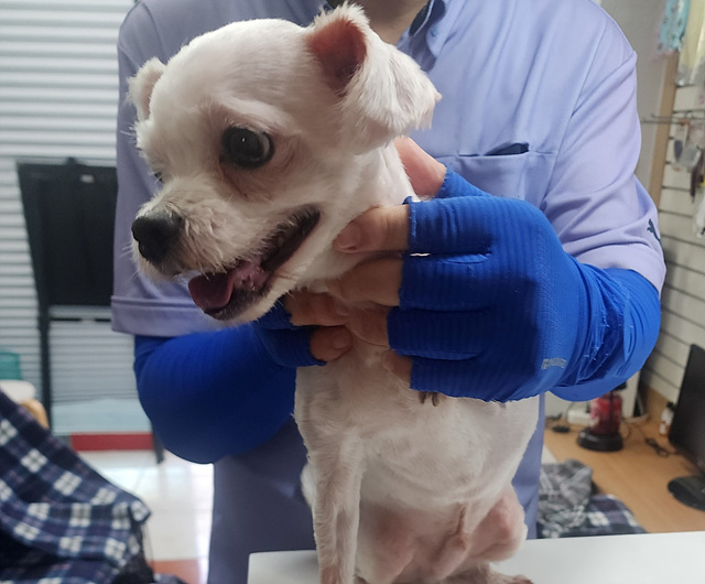 삼산종합동물병원_428354202301269