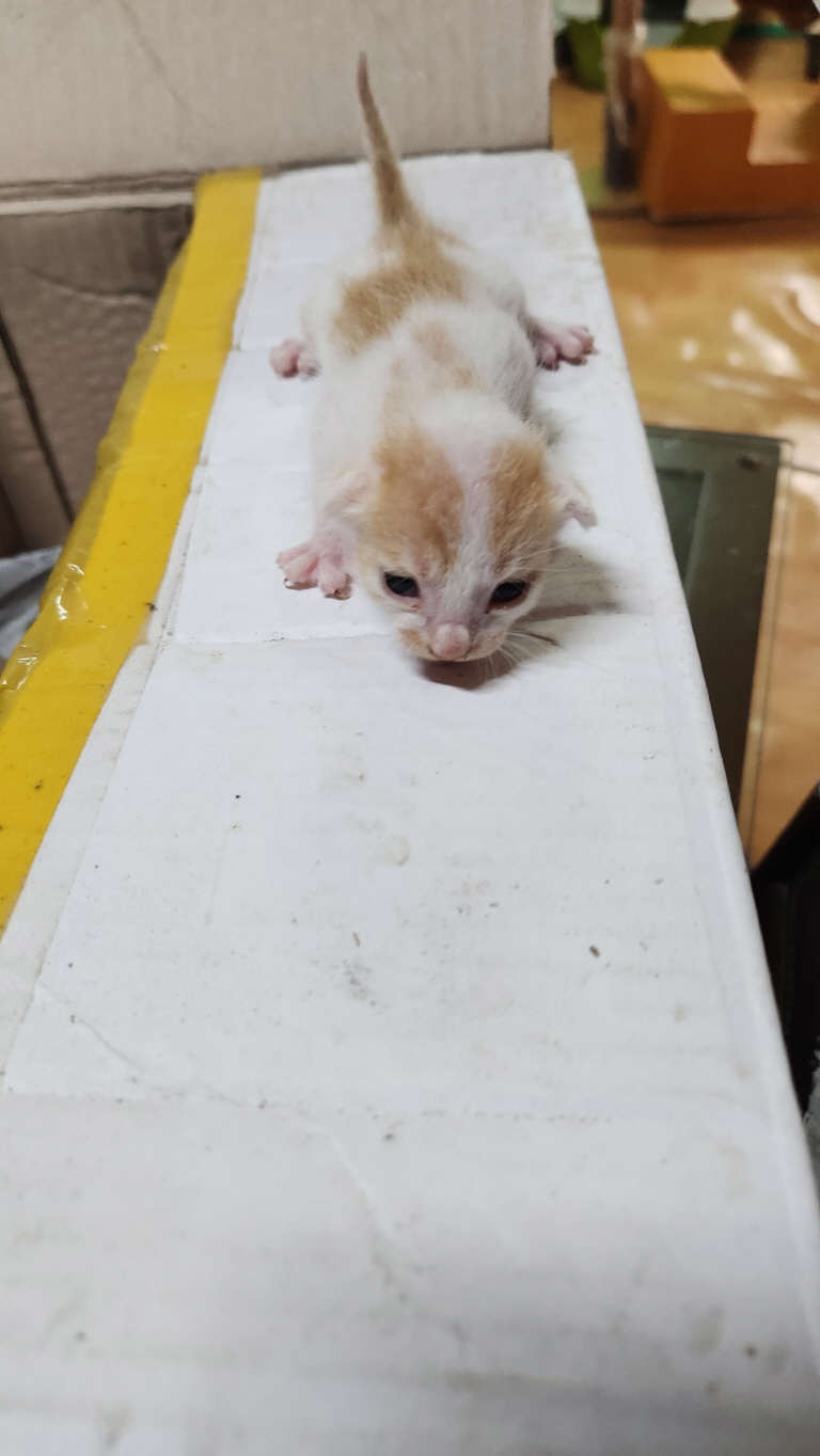 익산유기동물보호소_445468202301772