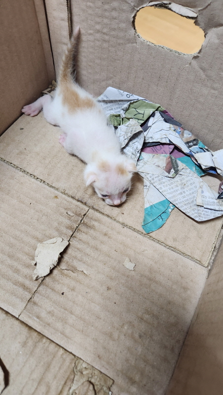 종료(자연사) 한국…