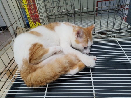보호중 한국 고양이…