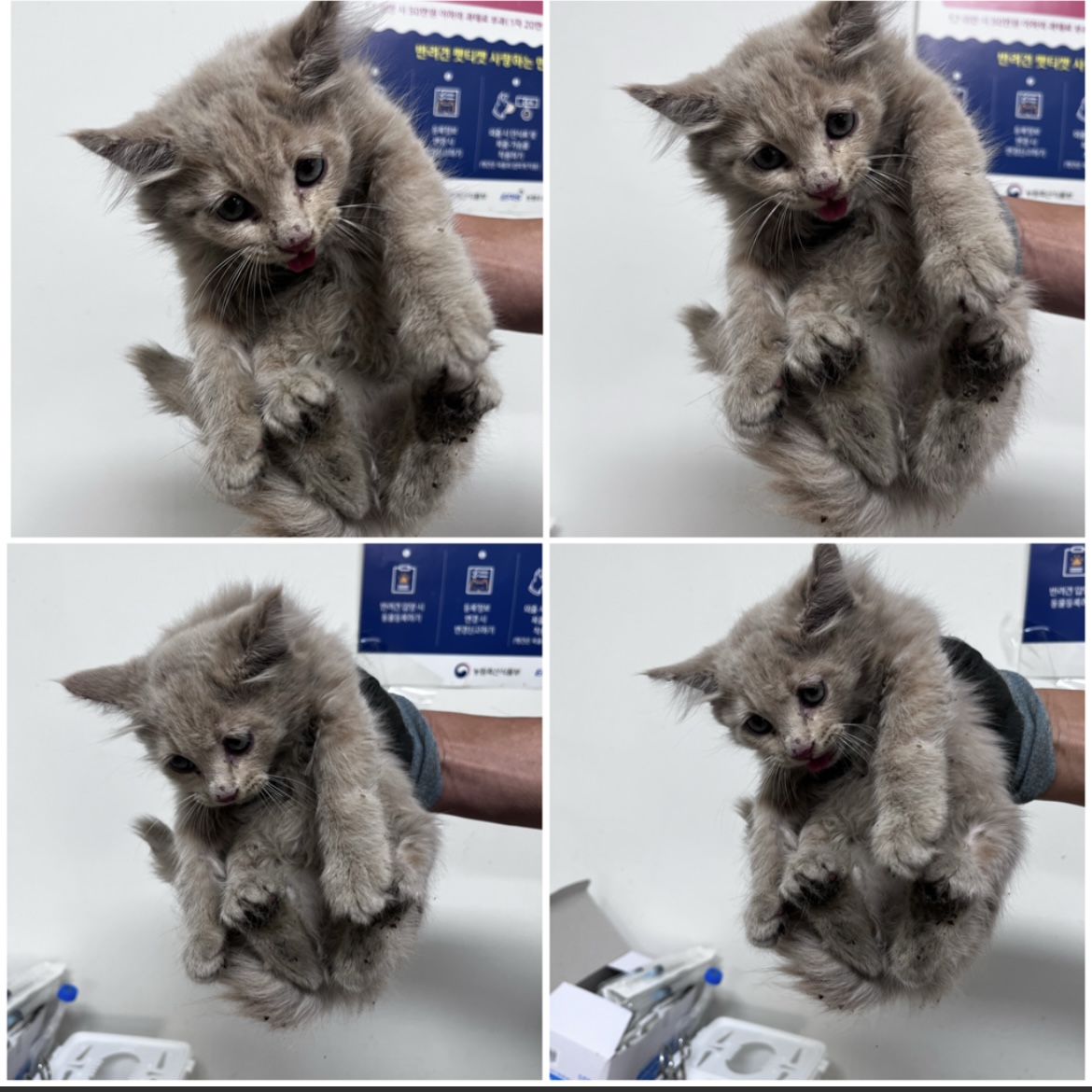 천안시유기동물보호소_444449202302004