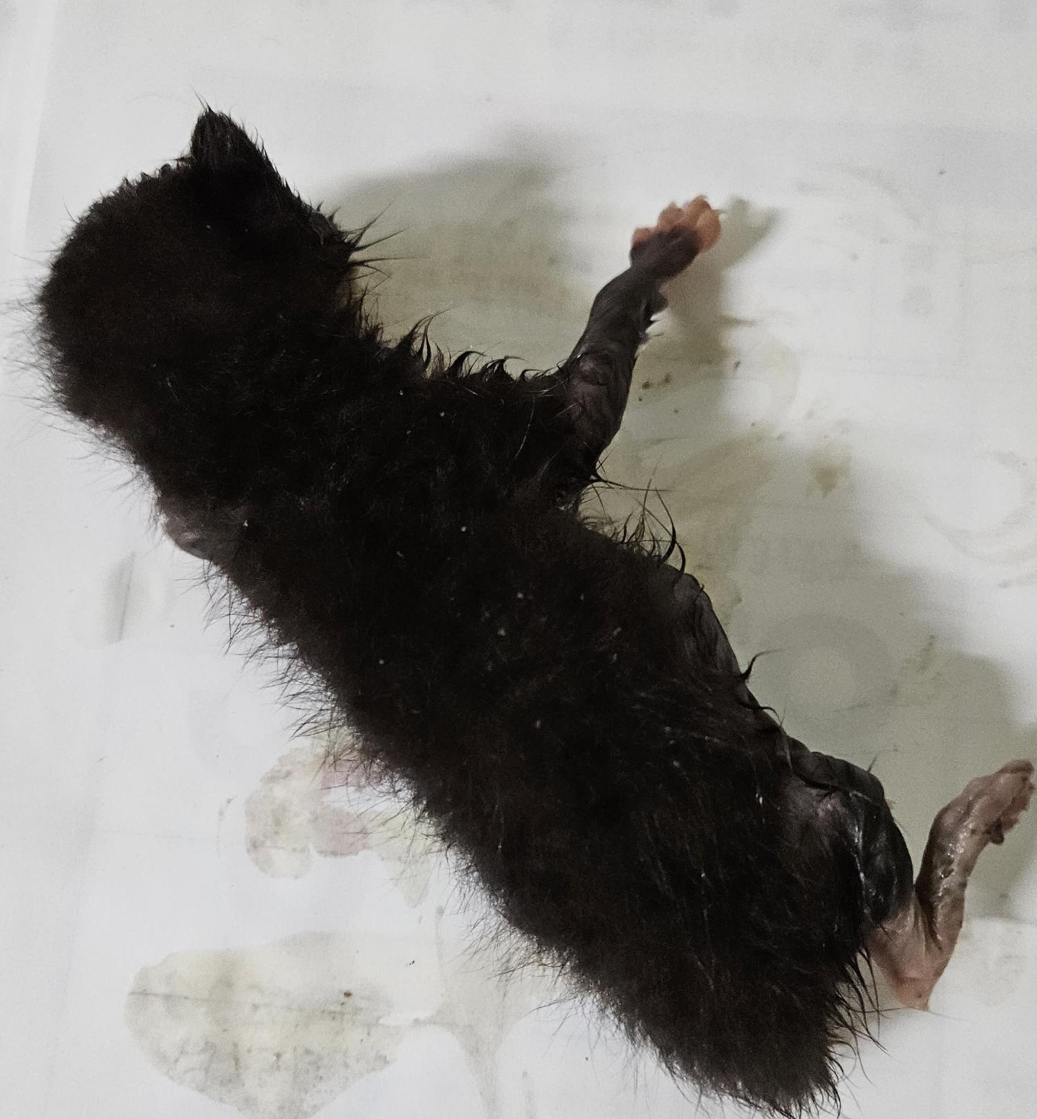 대구유기동물보호협회_427345202300668