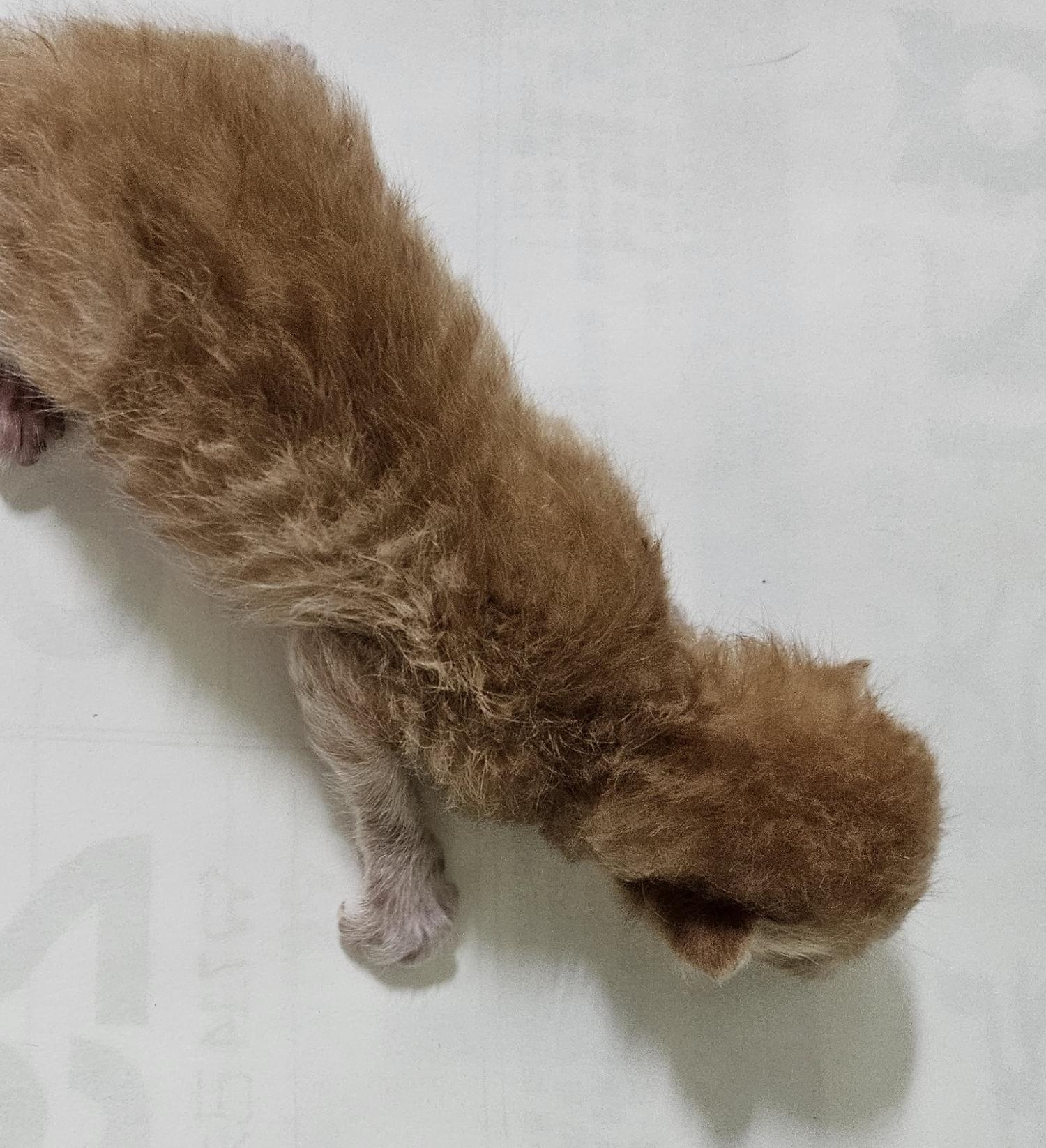 대구유기동물보호센터_427342202300571