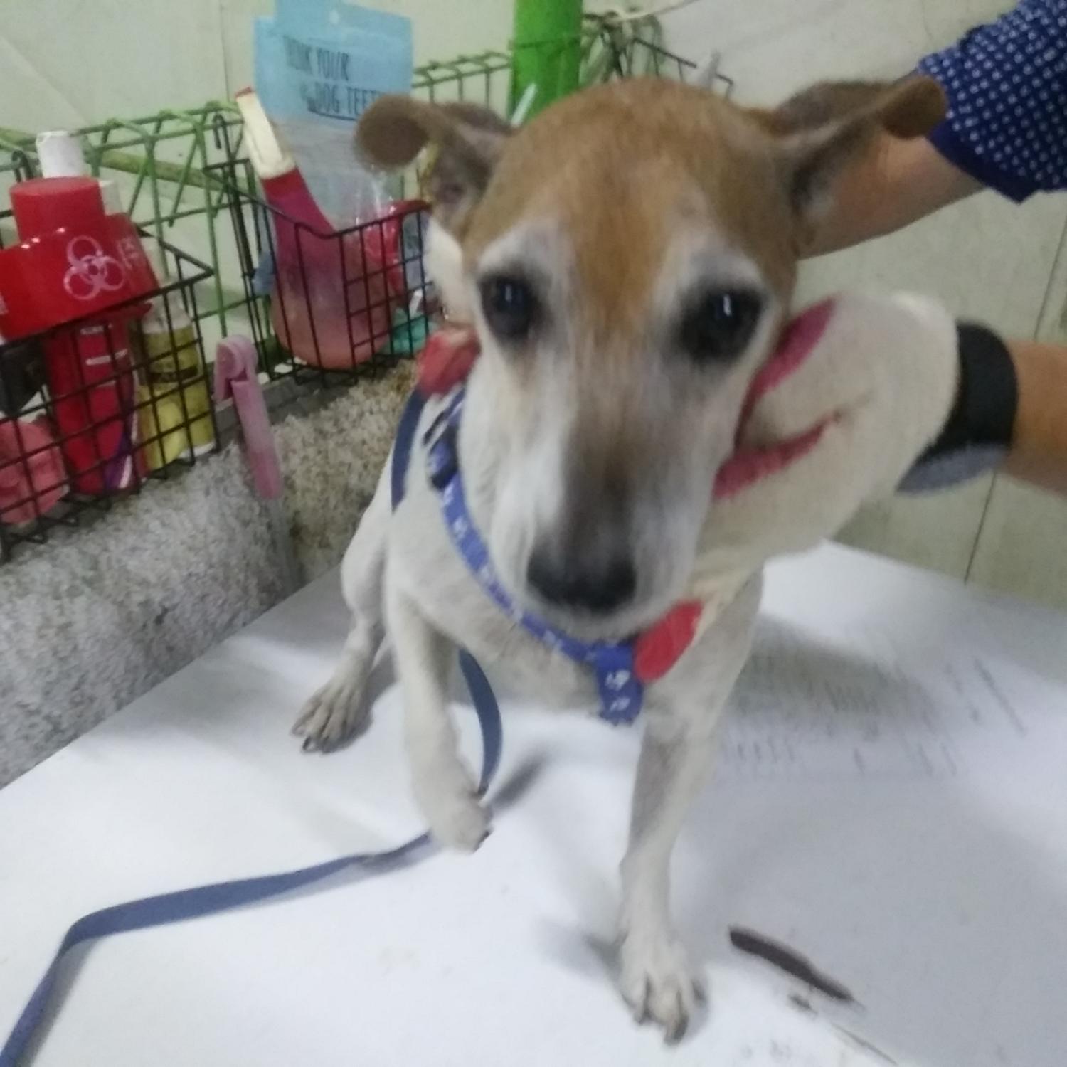 인천광역시수의사회_428351202300690