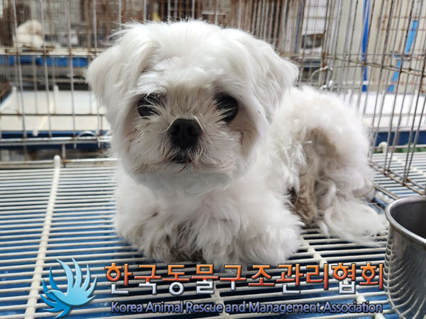 한국동물구조관리협회_441559202300909
