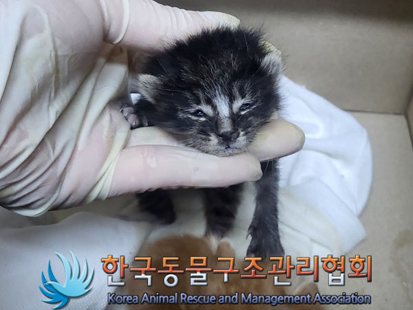 한국동물구조관리협회_411303202300469
