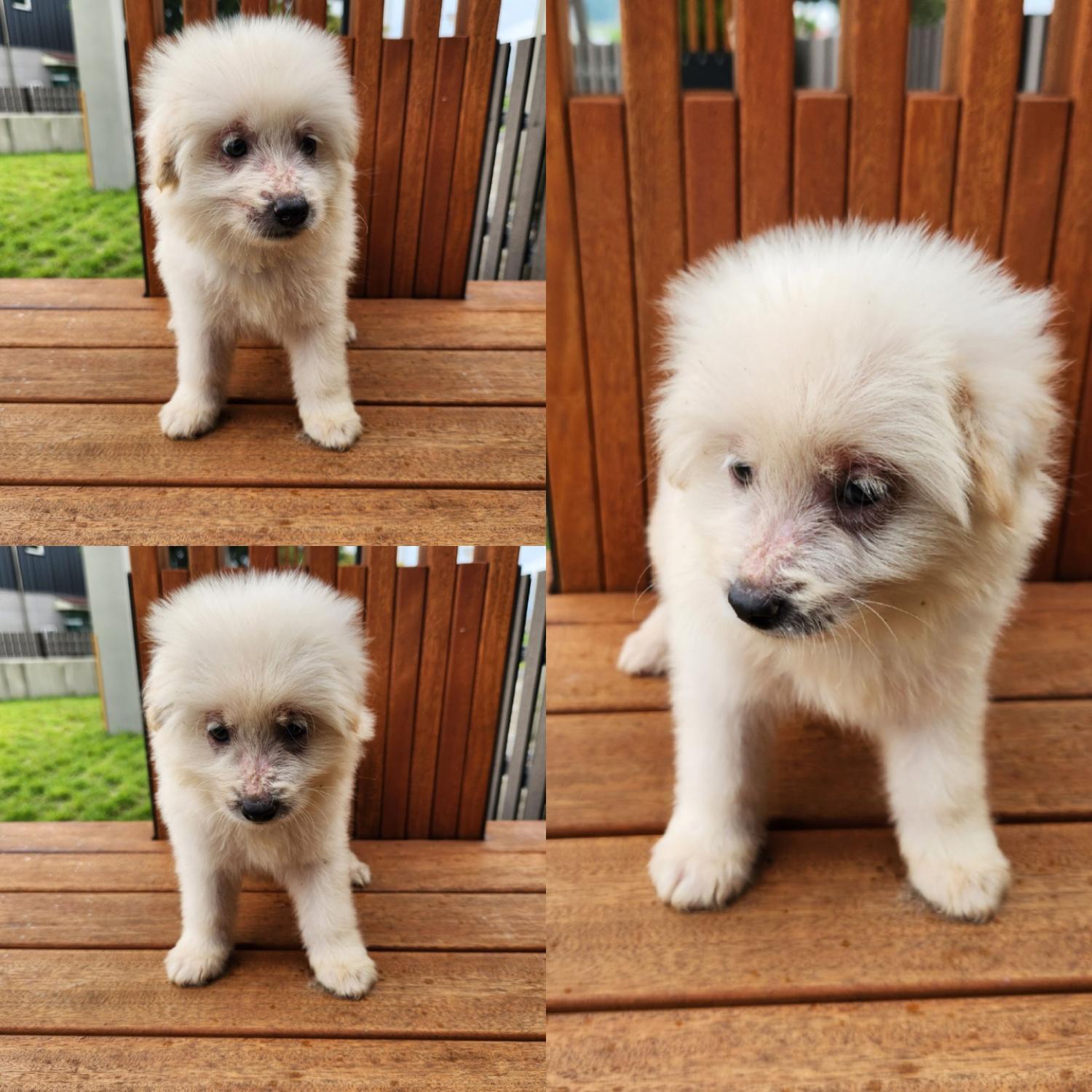경주동물사랑보호센터_447505202300925