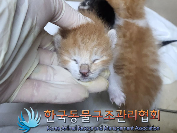 한국동물구조관리협회_411303202300470