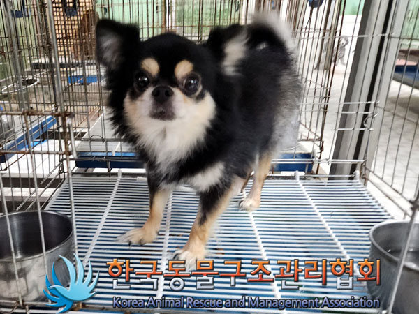 한국동물구조관리협회_411306202300598