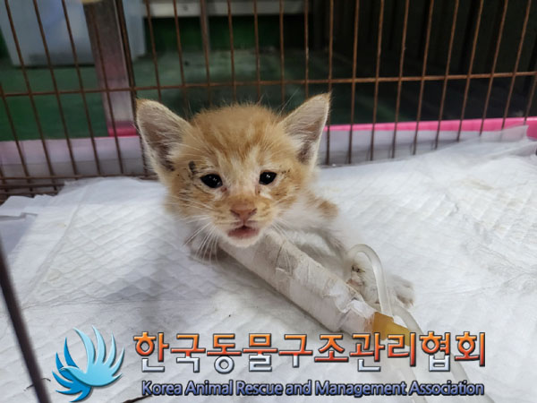 한국동물구조관리협회_411316202300639
