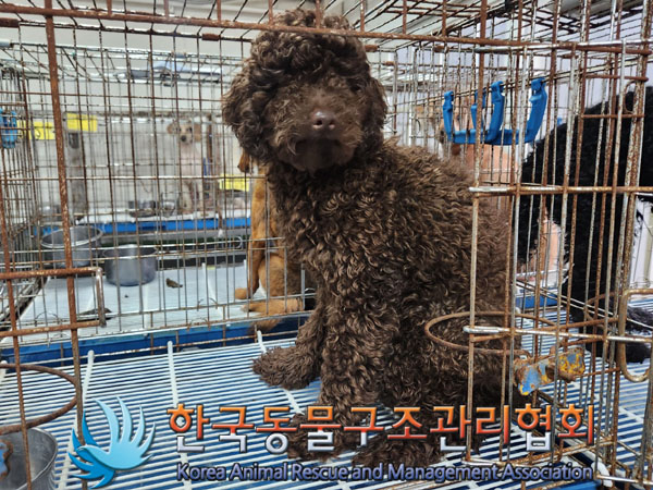 한국동물구조관리협회_411304202300573