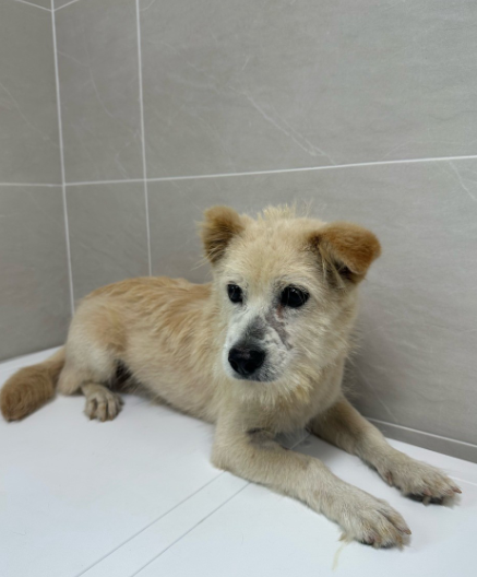 양평군유기동물보호소_441417202300825