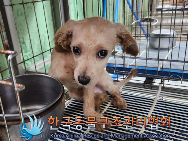 보호중 믹스견의 가…