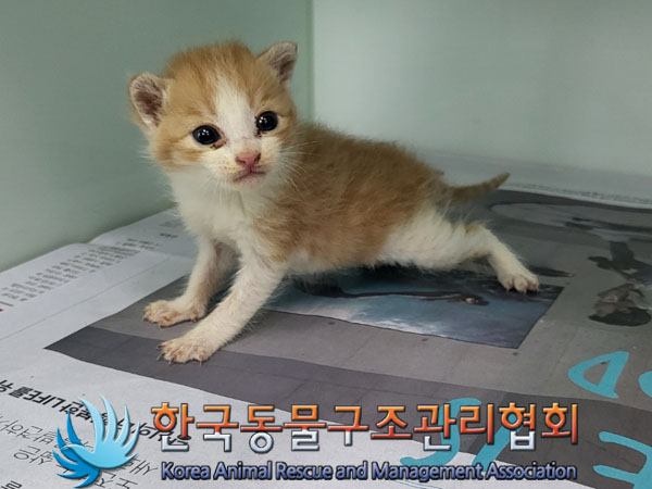 한국동물구조관리협회_441409202301411