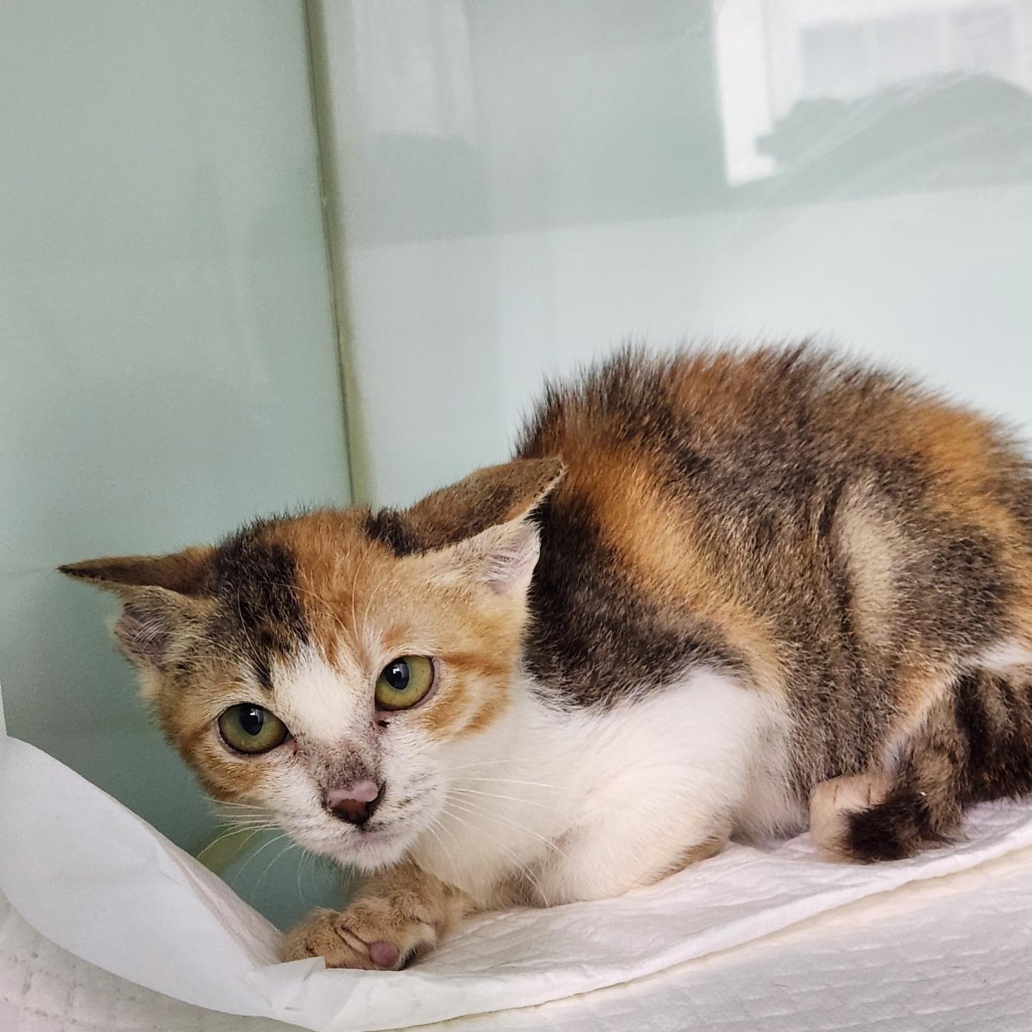 신세계동물병원_427346202300955