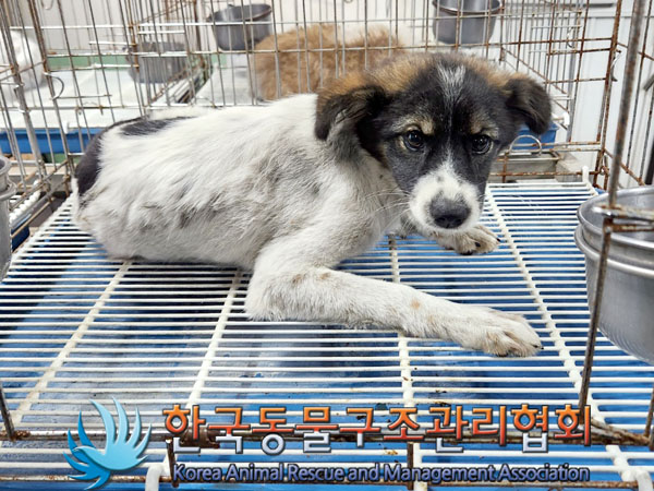 한국동물구조관리협회_441559202300908