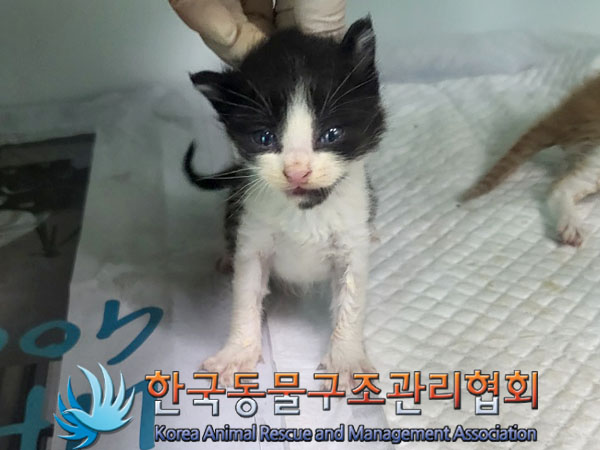 한국동물구조관리협회_441409202301410