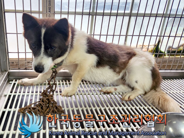 한국동물구조관리협회_441559202300910