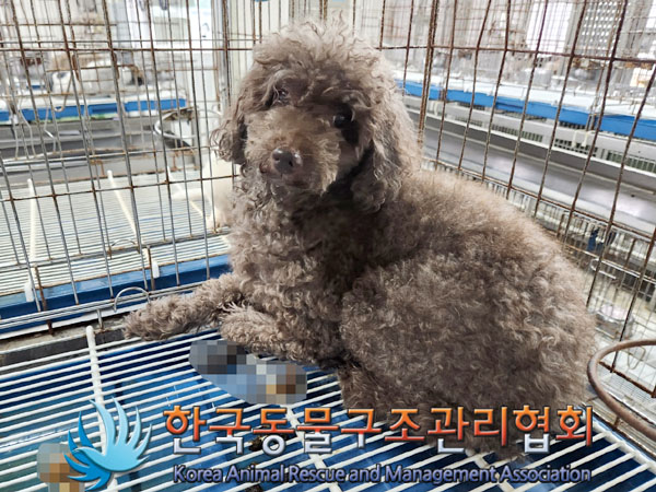 한국동물구조관리협회_411309202300368