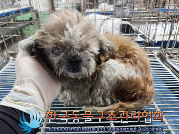 한국동물구조관리협회_441406202301293