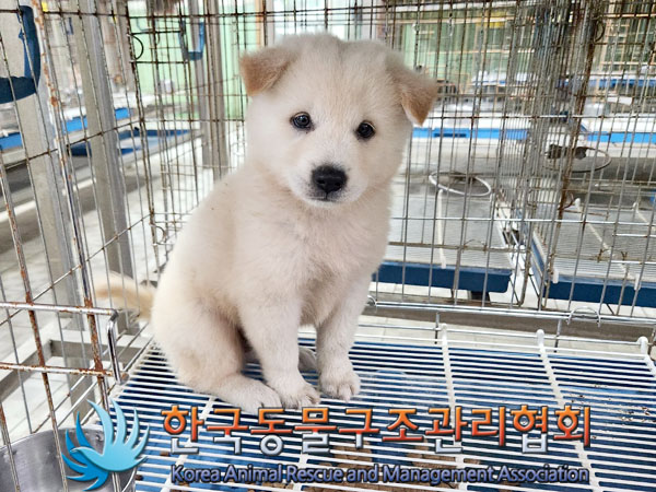 한국동물구조관리협회_441382202300596