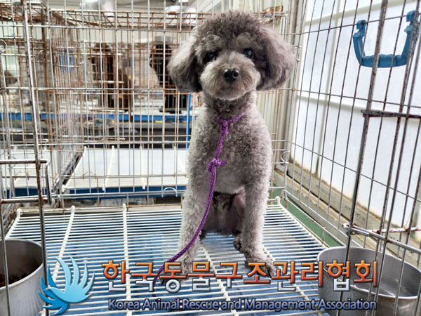 한국동물구조관리협회_441382202300594