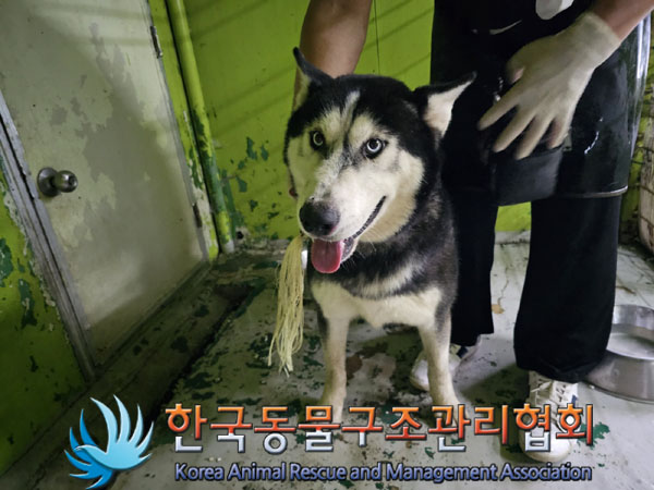 한국동물구조관리협회_441559202300911