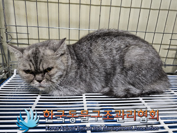 보호중 믹스묘의 가…