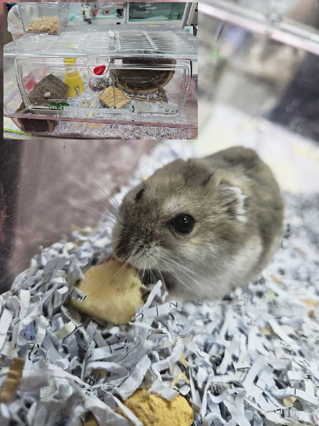 24시아이동물메디컬_441386202301145