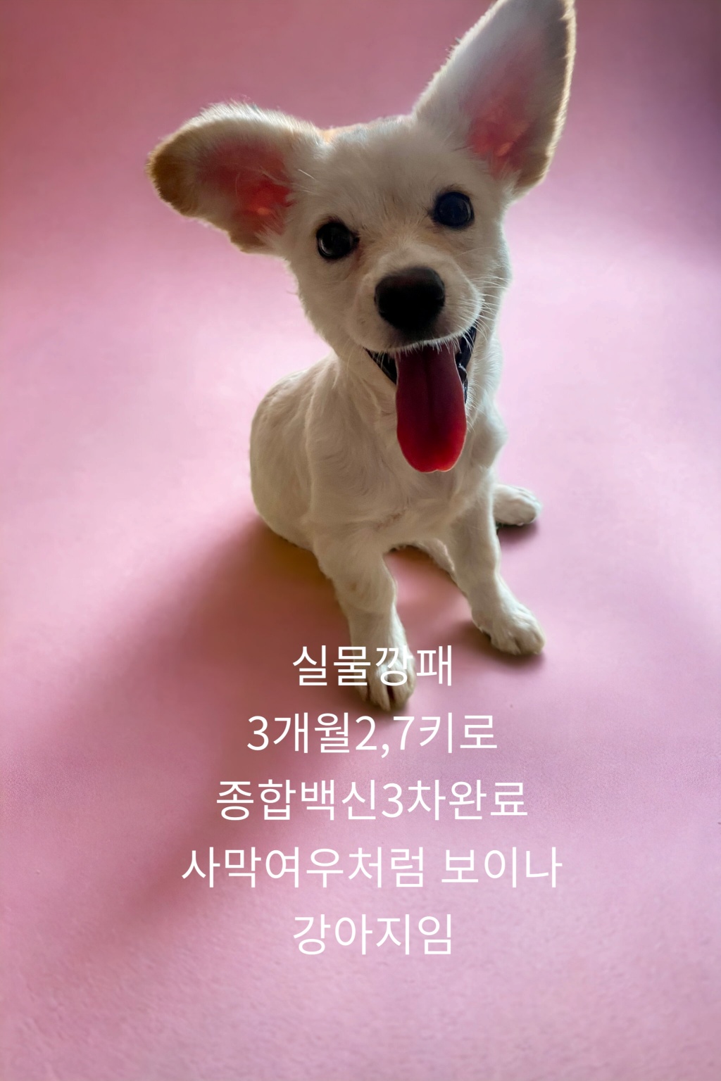 믹스견