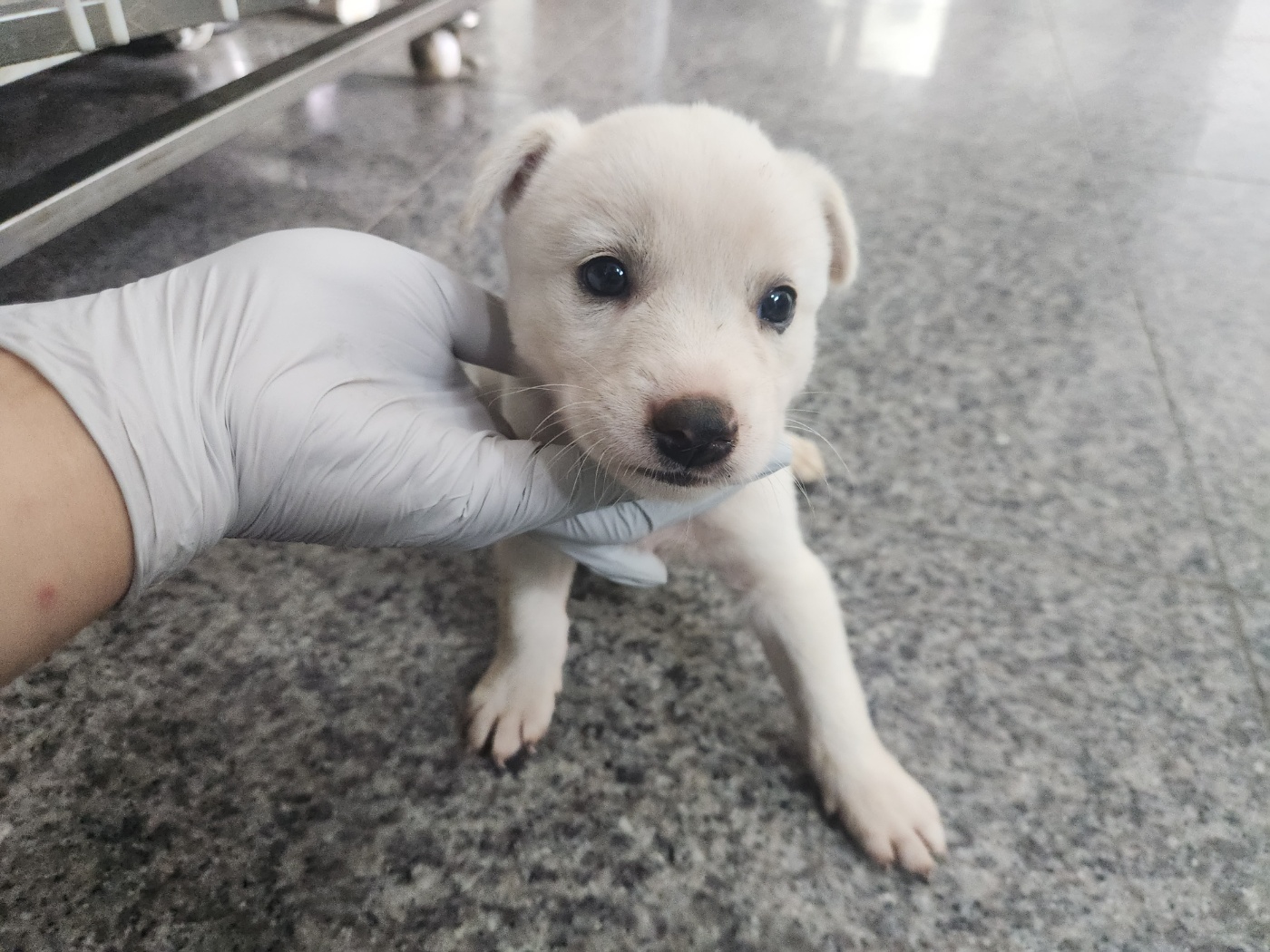 광주 동물보호소_429359202300278