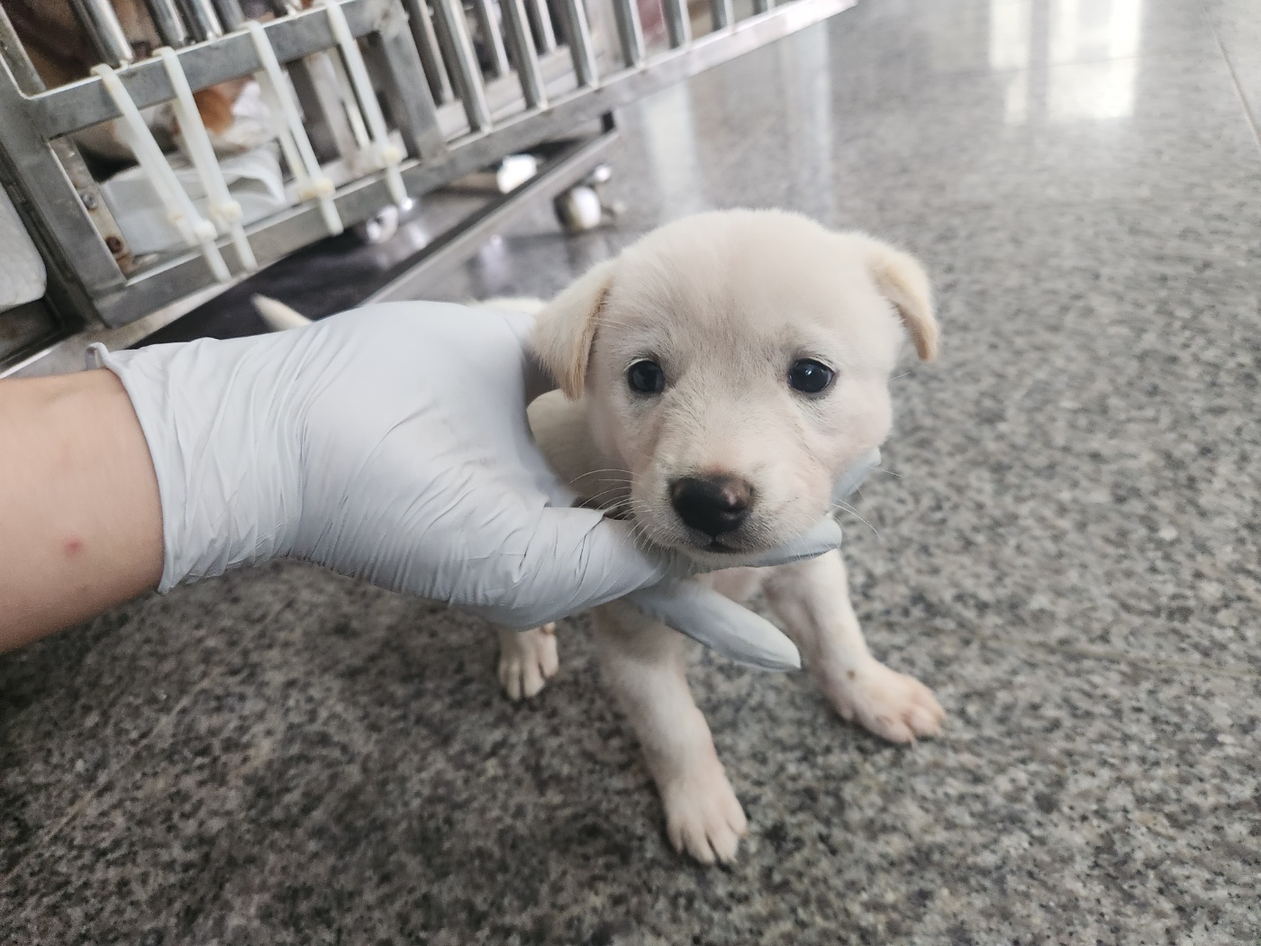 광주 동물보호소_429359202300282
