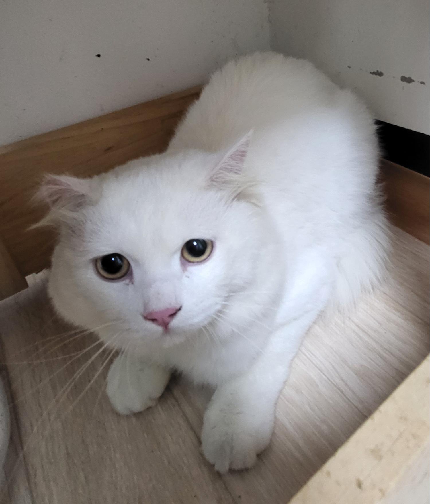 제천시 동물보호센터_443440202300292