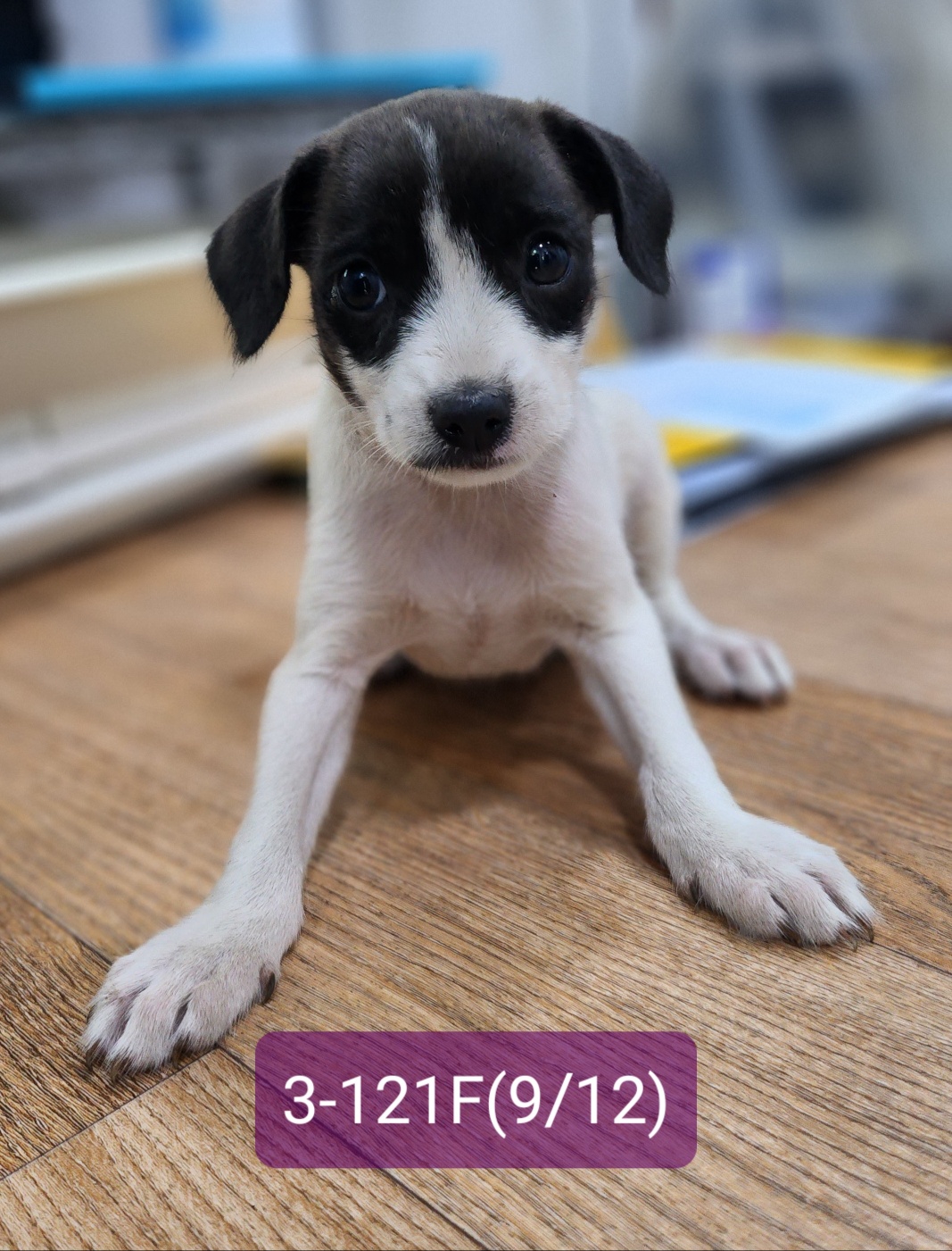 고성군유기동물보호소_448542202301937