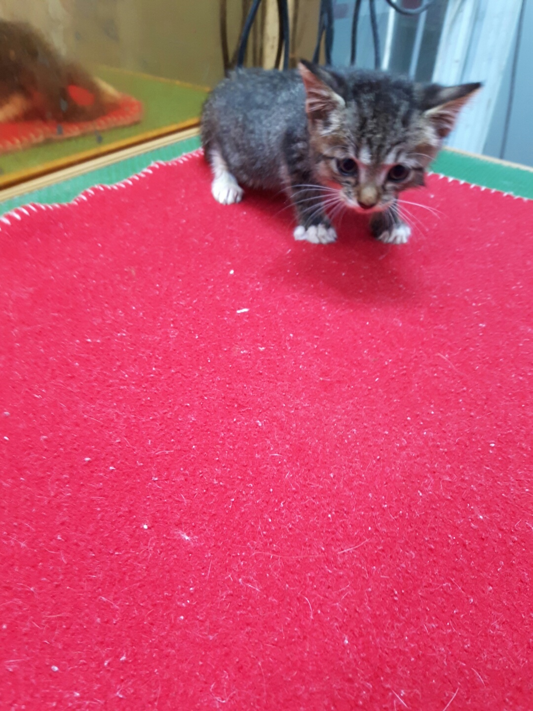 강남동물병원_431370202300909