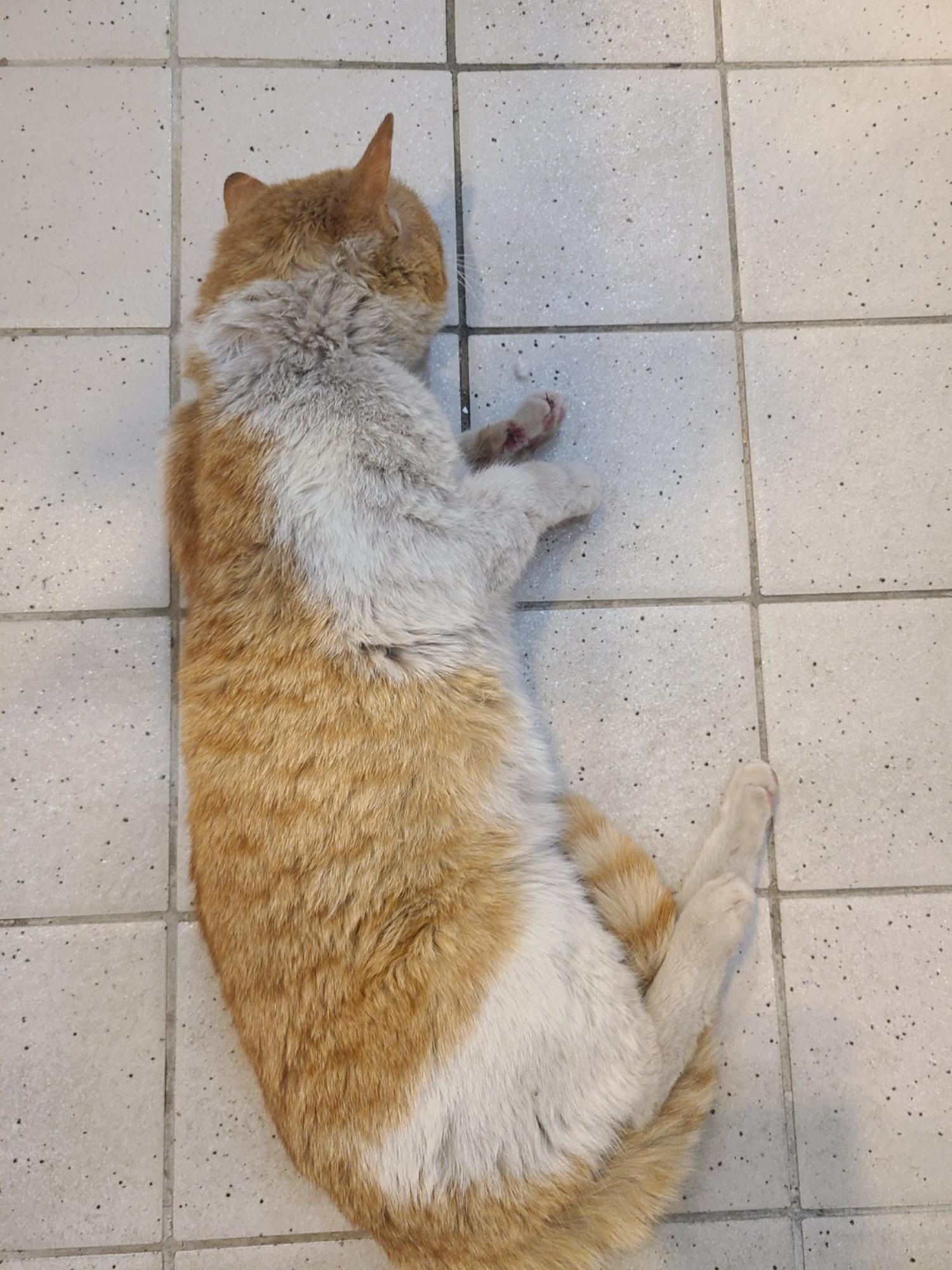 예스동물병원_427346202301078