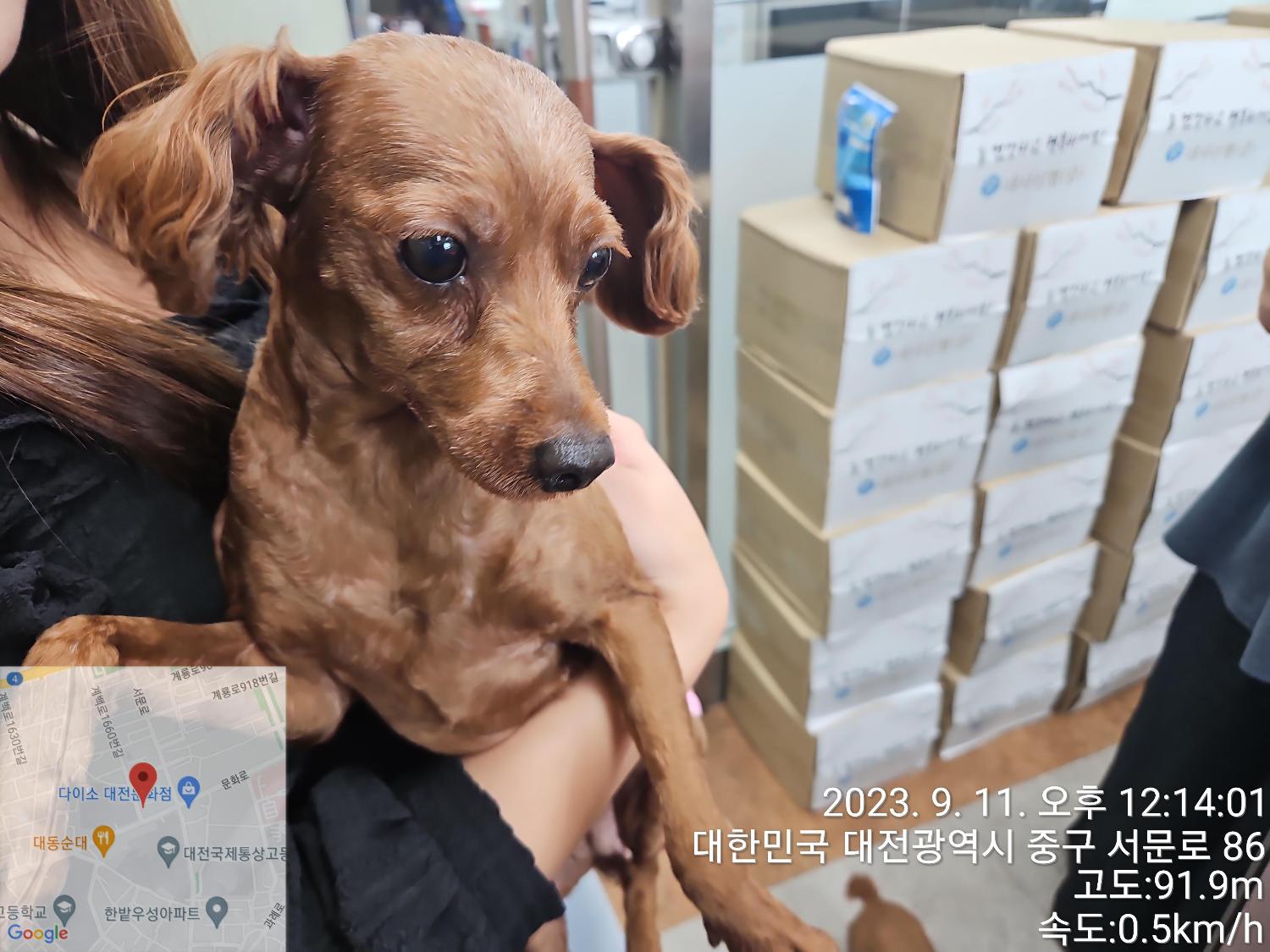 대전동물보호센터_430365202300397