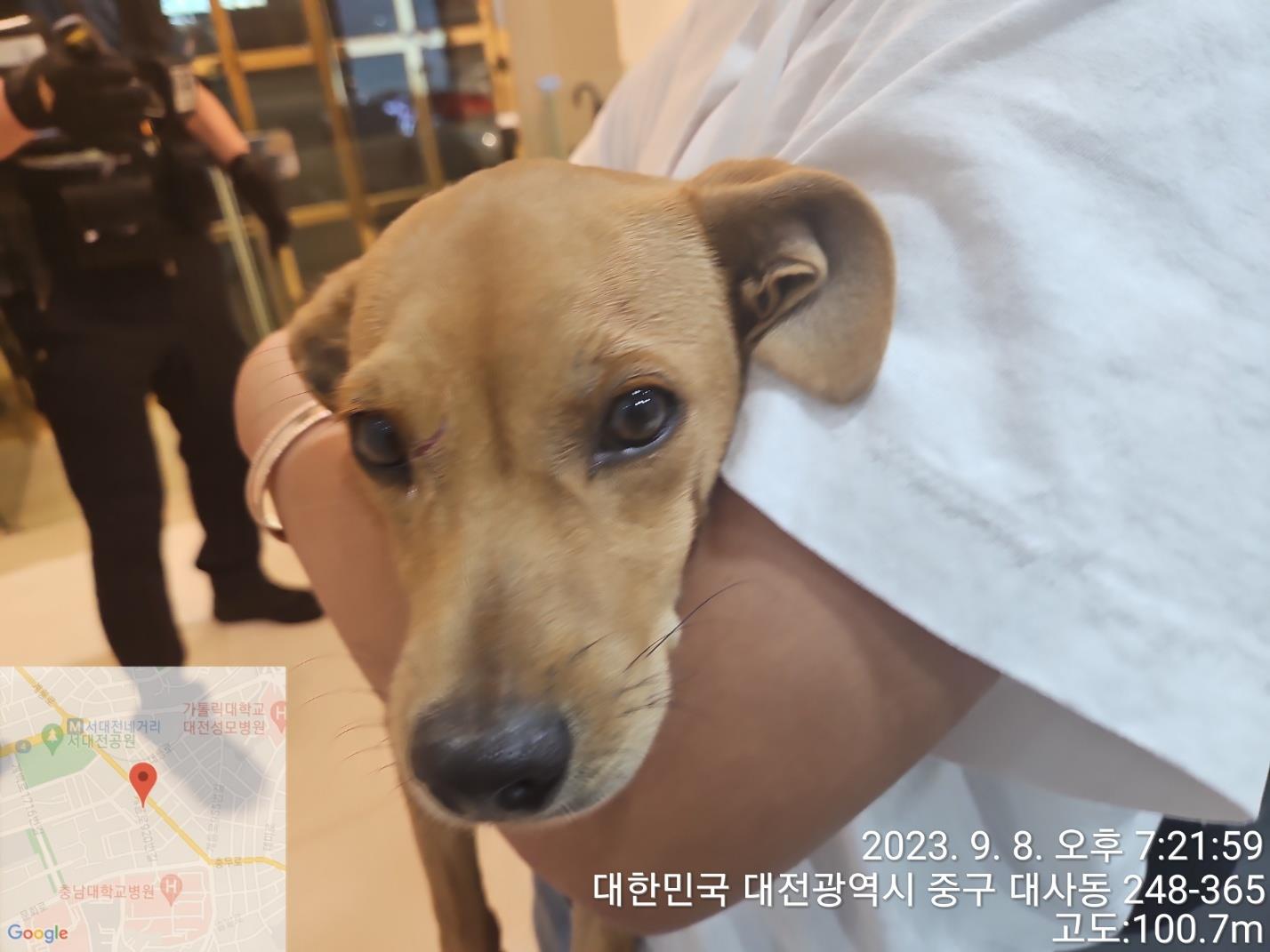 종료(반환) 믹스견…
