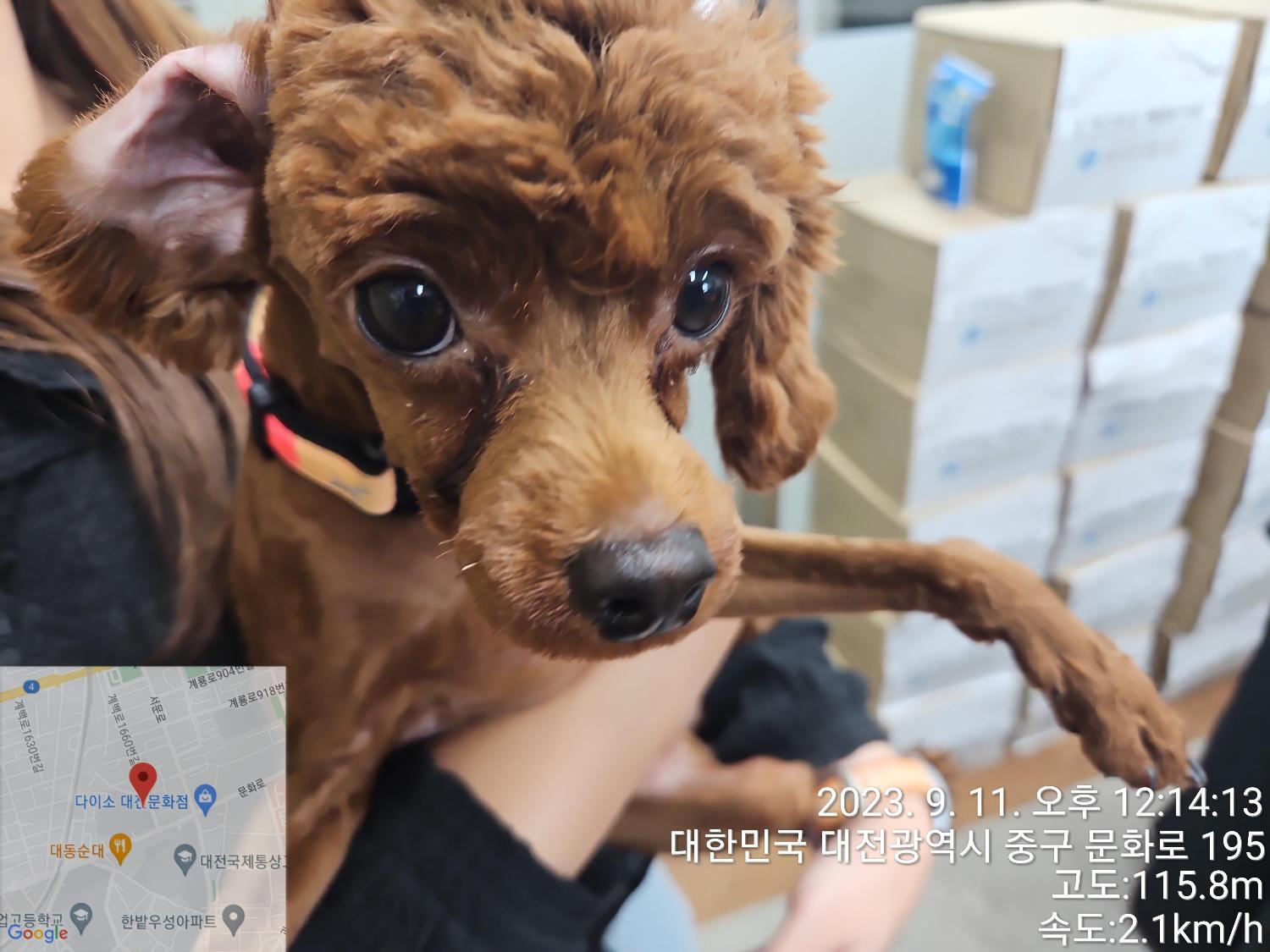 대전동물보호센터_430365202300398